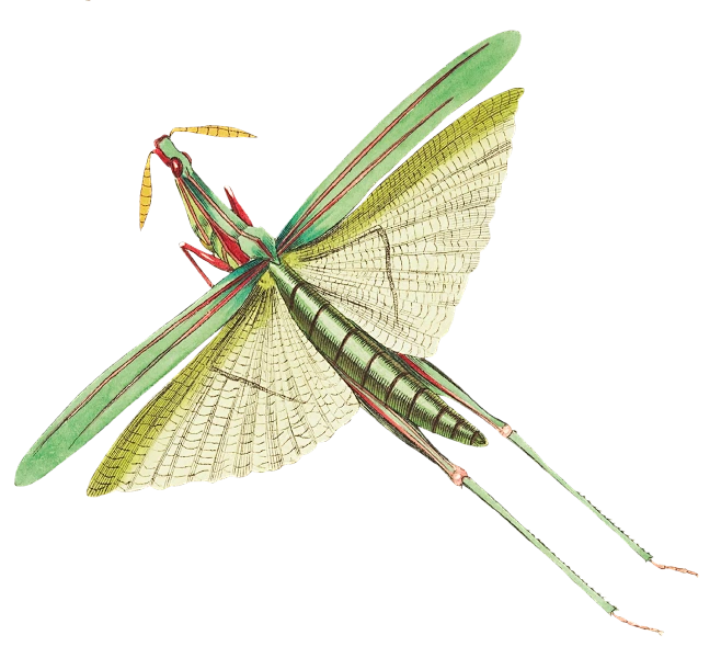 Insect (1)-花瓣网