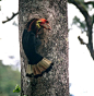 Walden's Hornbill, Panay, Philippines -