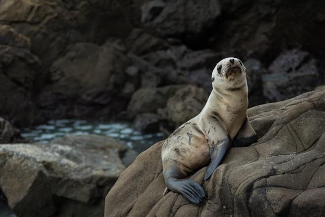 photo of brown seal ...