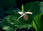 珍稀植物-扇脉杓兰
