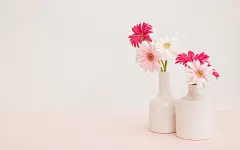 小清新盆栽鲜花桌面壁纸大图1920x1200 风景www.bz55.com