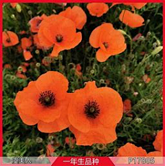 绘月初采集到花
