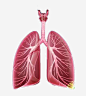 肺部健康_新图网 https://ixintu.com 肺 健康 卡通 手绘