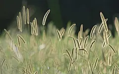 苹果Mac OS X Lion 系统高清官方壁纸 - Bristle Grass 狗尾巴草图片壁纸1