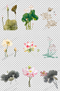 国画荷花PNG