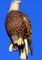 Eagle Balloon, Albuquerque fiesta