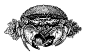 crab Food  scratchboard etching engraving black and white