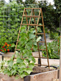 I like this style of trellis because it can b folded and put away when not in use. It's also easy to set up.