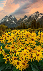 Arrowroot Balsam - Grand Tetons National Park, Wyoming#春暖花开#