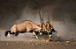 Johan Swanepoel在 500px 上的照片Gemsbok fight