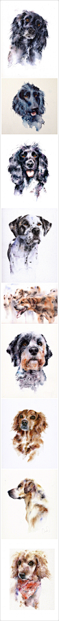 来自水彩艺术家 Jane Davies 画笔下的狗狗。