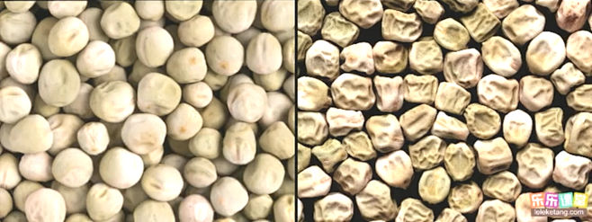 豌豆圆粒和皱粒，相对性状