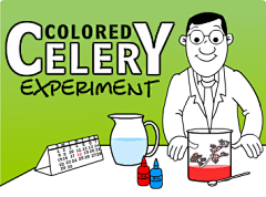 企业小采集到Colored Celery Experiment