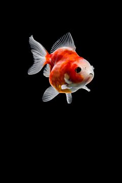 2D原画采集到海洋生物