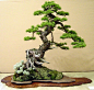 Pin by Neusa Fujimoto on # BONSAI - collaboration | Pinterest