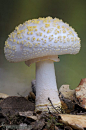 Amanita franchetii var. lactella - By Lucas  Gutiérrez