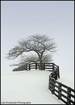 洫脃汐陽采集到雪景