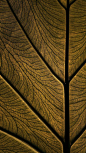 This may contain: the underside of a green leaf