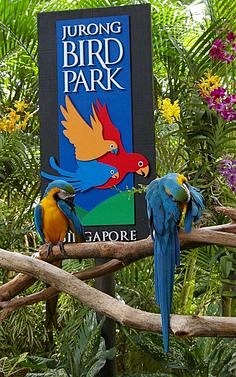 "Jurong BirdPark" is...