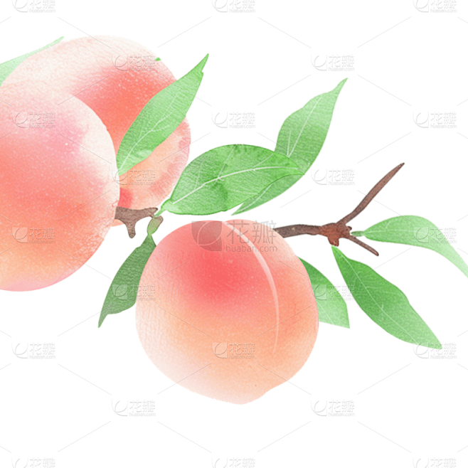 果蔬系列-通用-桃枝/桃花和桃子插画贴纸