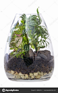 图片：Terrarium Garden Isolated on White — Stock Photo © robynmac #140932272 : 在 Google 上搜索到的图片（来源：depositphotos.com）