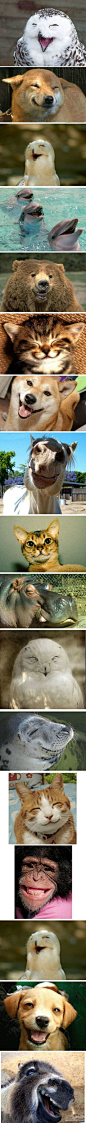 库巴网：#库巴分享# 一组动物笑的照片。——如果你感觉生活轻慢了你，可能是你忘记了微笑的style http://t.cn/zlklfaC