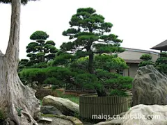 金花茶、罗汉松、五针松、桂花树、八月桂、金桂、银杏