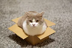 点击来源直接获取大图文件 |Cat sitting in a small cardboard box and looking towards camera