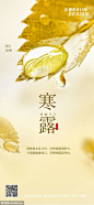 源文件下载 寒露传统节气大气露珠 寒露 传统 节气 大气 露珠