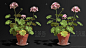 Plant studies 4 - Pelargonium, P Akerman : Pelargoniums, or "Geraniums", was introduced to Europe as an indoor plant in the 1600s. 
The most of these species originates from South Africa. It can withstand drought and heat but not frost.
In the l