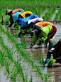 www.villabuddha.com Planting paddy field