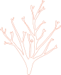 素描海洋海鲜海草珊瑚八爪鱼海马河豚螃蟹贝壳螺矢量免抠图PS素材 (40)