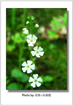 茉莉li采集到花草科