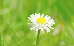 小清新：新意花卉超大壁纸第三辑2560x1600第12张2560*1600桌面