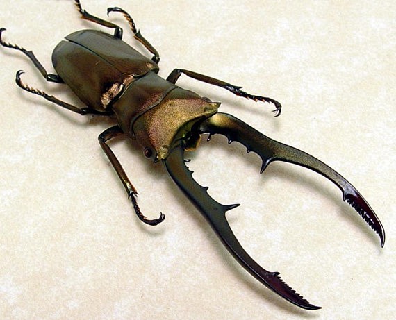 realframedbeetlebronzestaghugemandibles7953