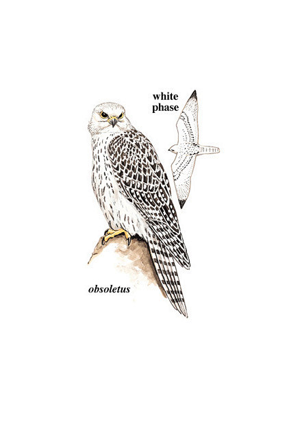 隼形目隼科隼属矛隼