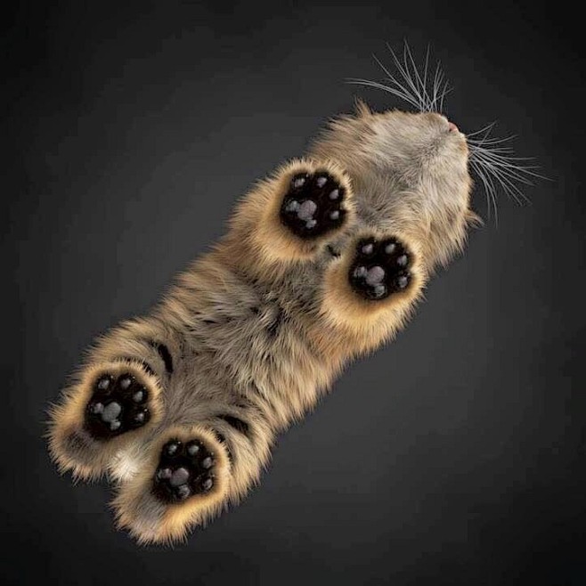 动物 猫咪 狗呆萌 喵星可爱 宠物 自然...