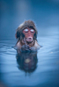 日本泡温泉的雪猴，看这享受的小表情，让无福消受的人们干羡慕。(600×887)