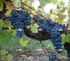 葡萄 藤蔓 葡萄酒 葡萄园 酒厂 农场 水果 葡萄树 束 收成