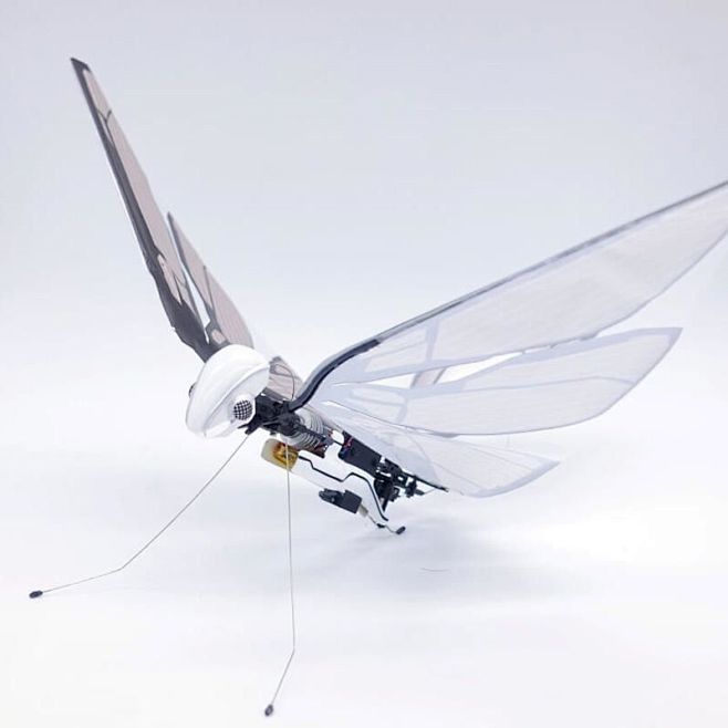 20200307-fly-6