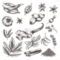 常规系列插画香料组合通用元素素材