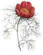 复古维多利亚时期花朵花卉扣图案装饰元素