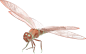 蜻蜓
