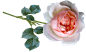 玫瑰, 花, 秋, 盛开