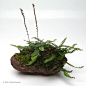 DSCF5680.S