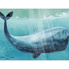 viviaaaaaa采集到动物插画
