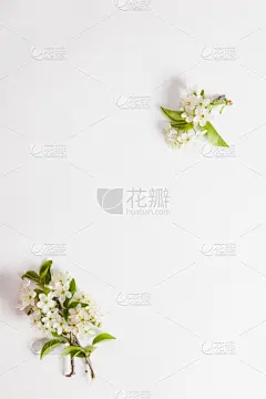 贺卡,垂直画幅,边框,无人,五月,特写,阳光光束,果园,枝,园艺