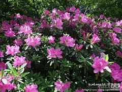 美丽的杭州 美丽的西湖 9——灵隐春景图:多图, 谁家有猫初长成旅游攻略