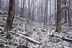 下雪天的树林
