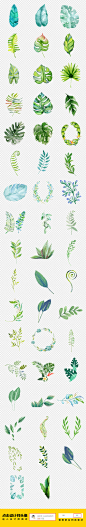 50款手绘水彩绿植叶子PNG素材